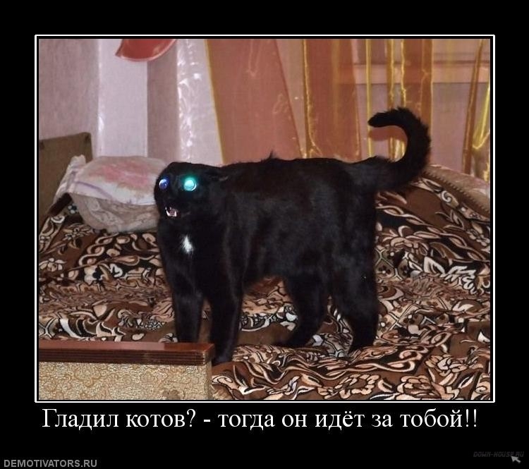 Демотиваторы злые котэ, фото 1 Демотиваторы злые котэ, фото 1