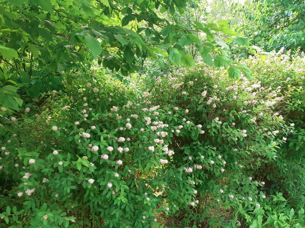 Цветы подмосковного лета 2023 , фото 7