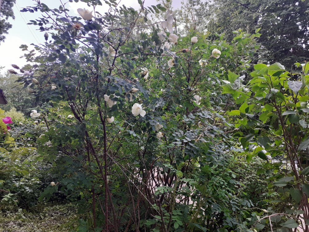 Цветы подмосковного лета 2023 , фото 5