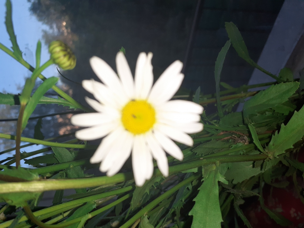 Цветы подмосковного лета 2023 , фото 4