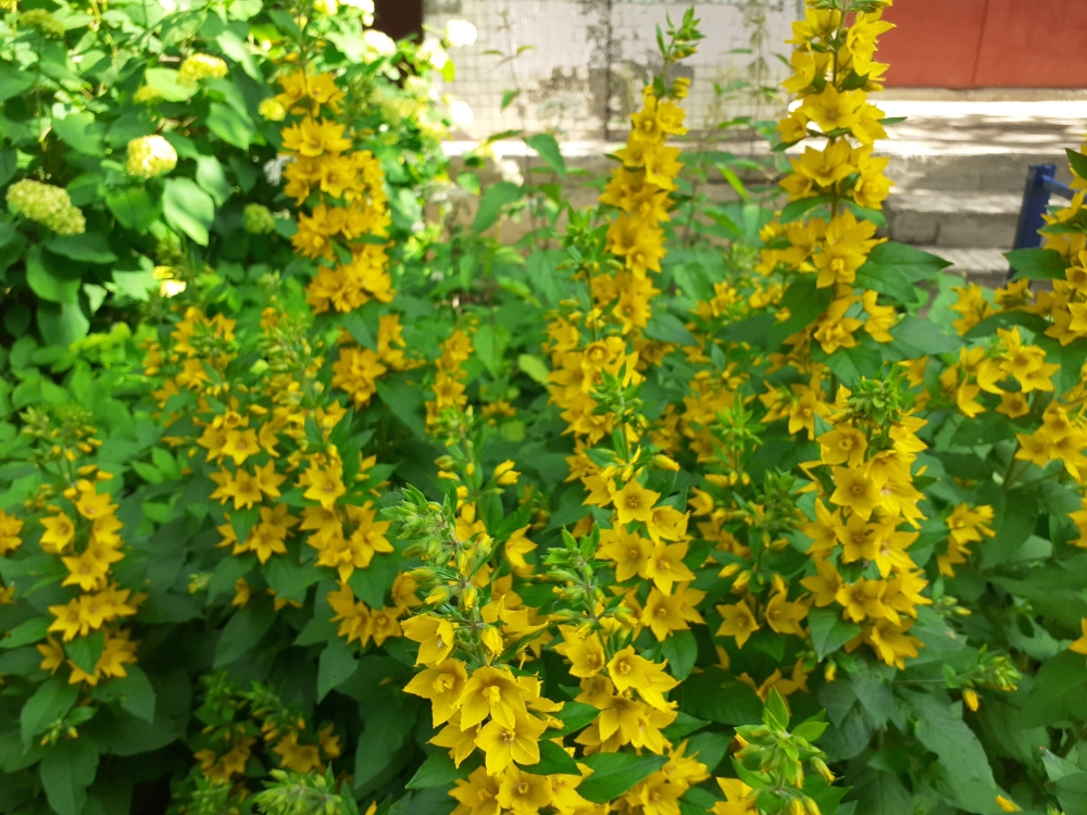 Цветы подмосковного лета 2023 , фото 3