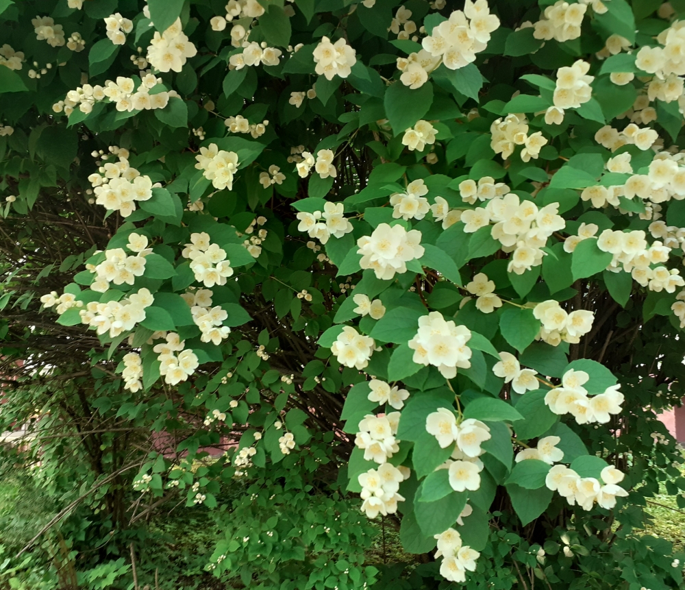 Цветы подмосковного лета 2023 , фото 1