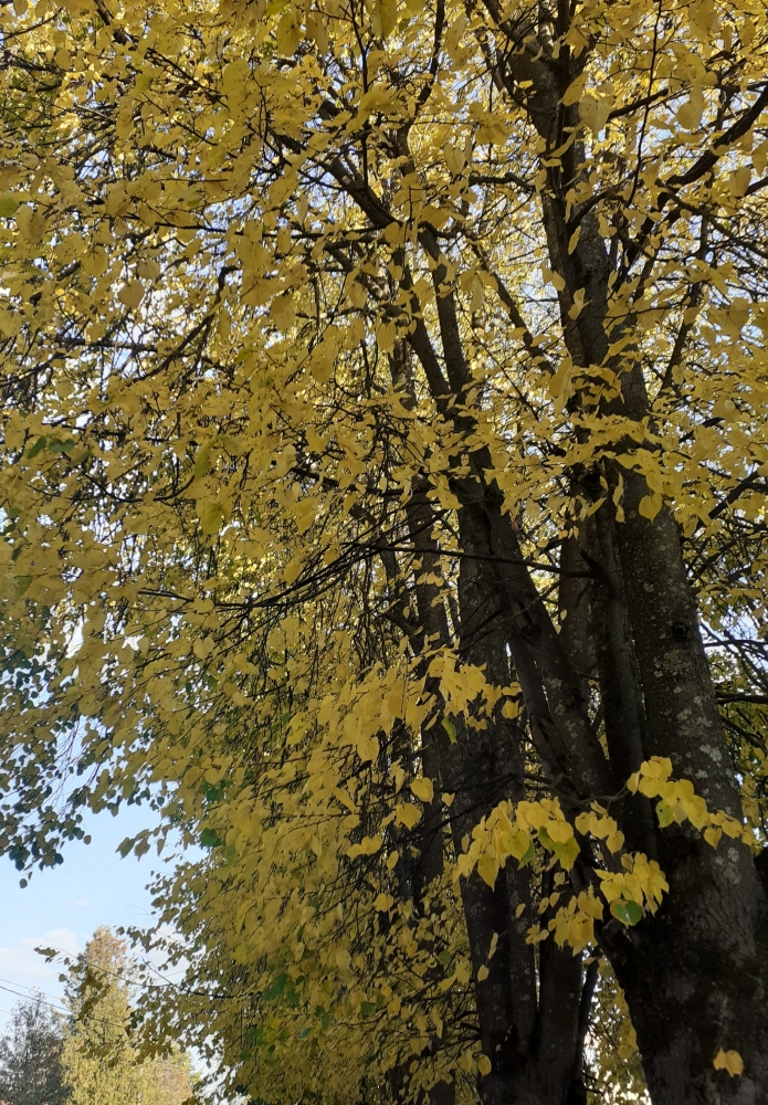 Осень в городе..., фото 1