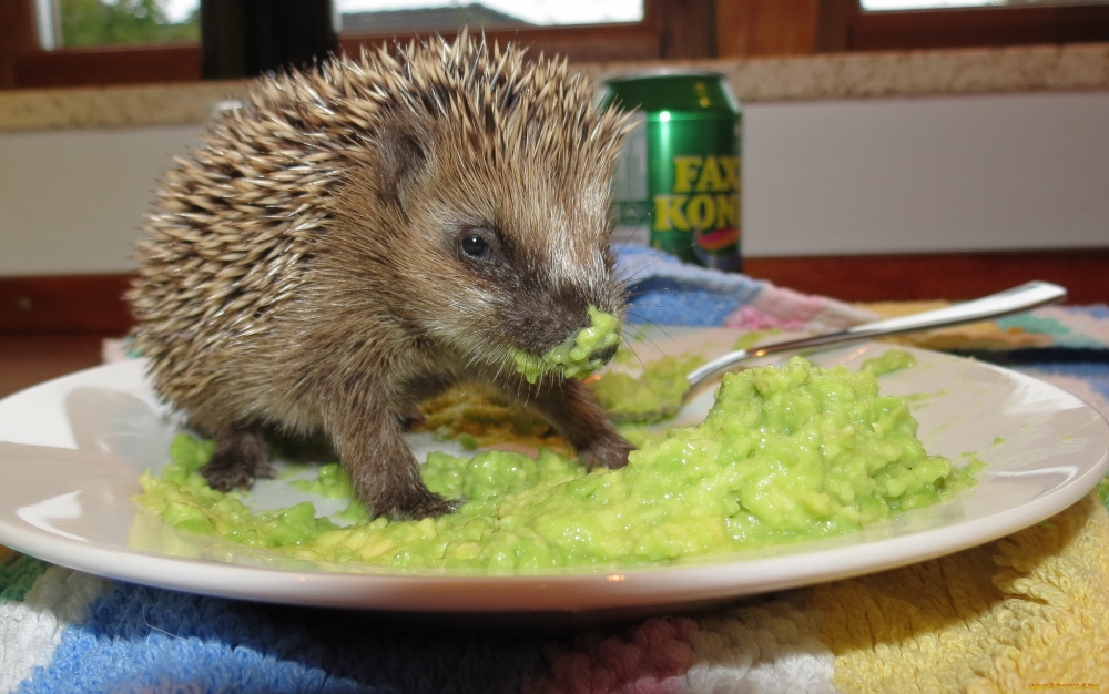 Смешные ежики , фото 6 Смешные ежики , фото 6