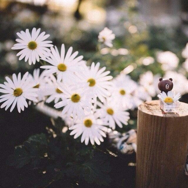 Обои с ромашками , фото 18