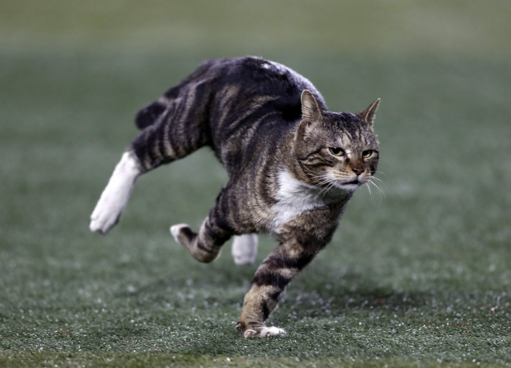 Внимание Спорт-Кот. Спортивный символ года., фото 20