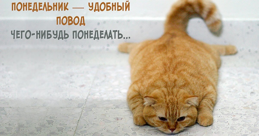 Смешные картинки для любых возрастов, фото животных и детей, фото 7 Смешные картинки для любых возрастов, фото животных и детей, фото 7