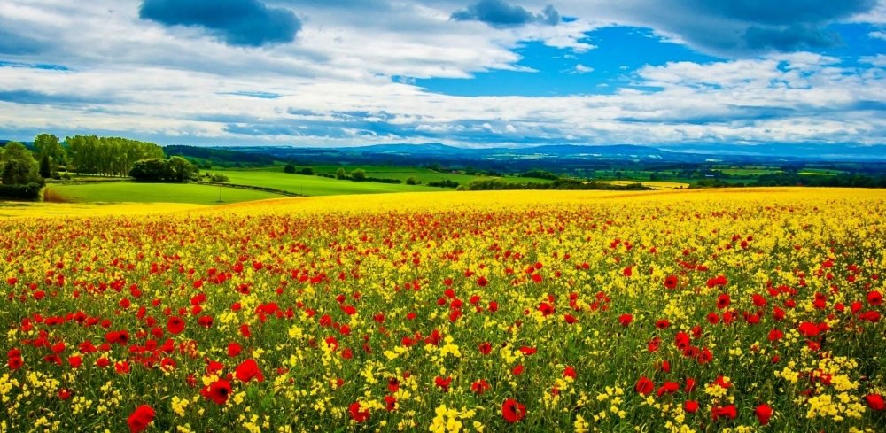 Лето, лето, васильки в букетах), фото 19