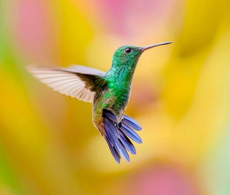 Колибри - чудо природы, фото 19 Колибри - чудо природы, фото 19