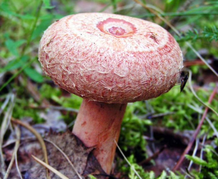 Тихая охота, фото 18 Тихая охота, фото 18