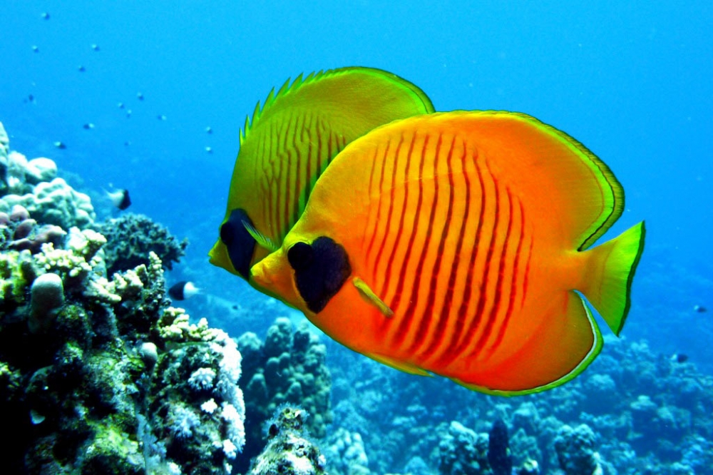 Удивительный мир Красного моря, фото 20