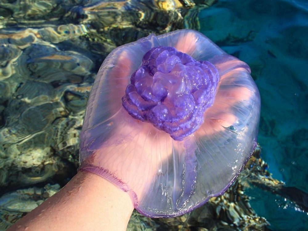 Удивительные медузы, фото 18