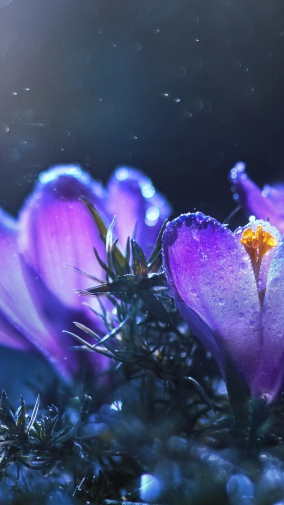 Макро обои для смартфона, фото 20 Макро обои для смартфона, фото 20