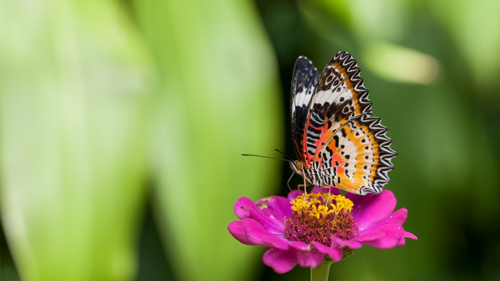 Обои насекомые (2), фото 19 Обои насекомые (2), фото 19