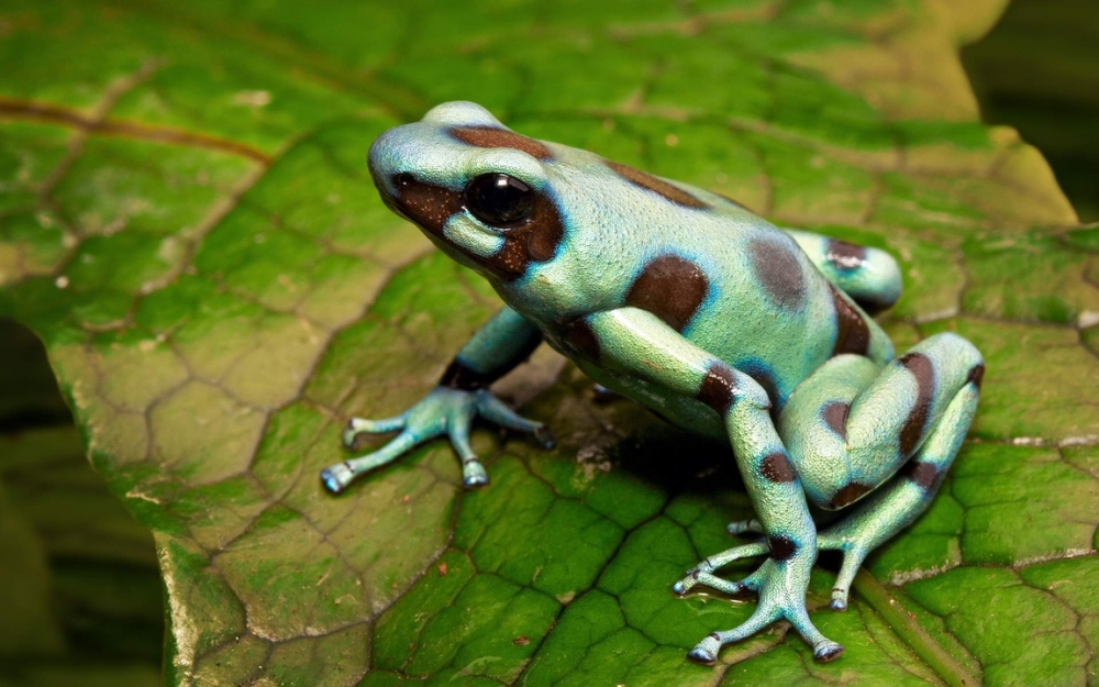 Обои рептилии (2), фото 19 Обои рептилии (2), фото 19