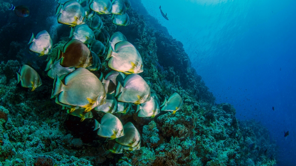 Обои мир моря (1), фото 19 Обои мир моря (1), фото 19