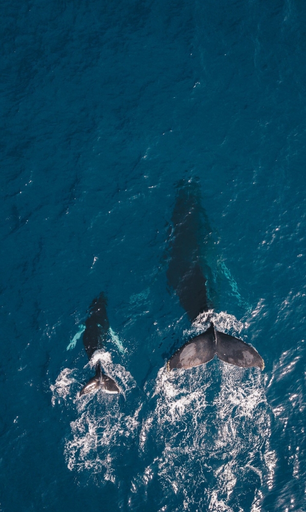 Подборка обоев для iphona 7plus. 2 часть., фото 23 Подборка обоев для iphona 7plus. 2 часть., фото 23