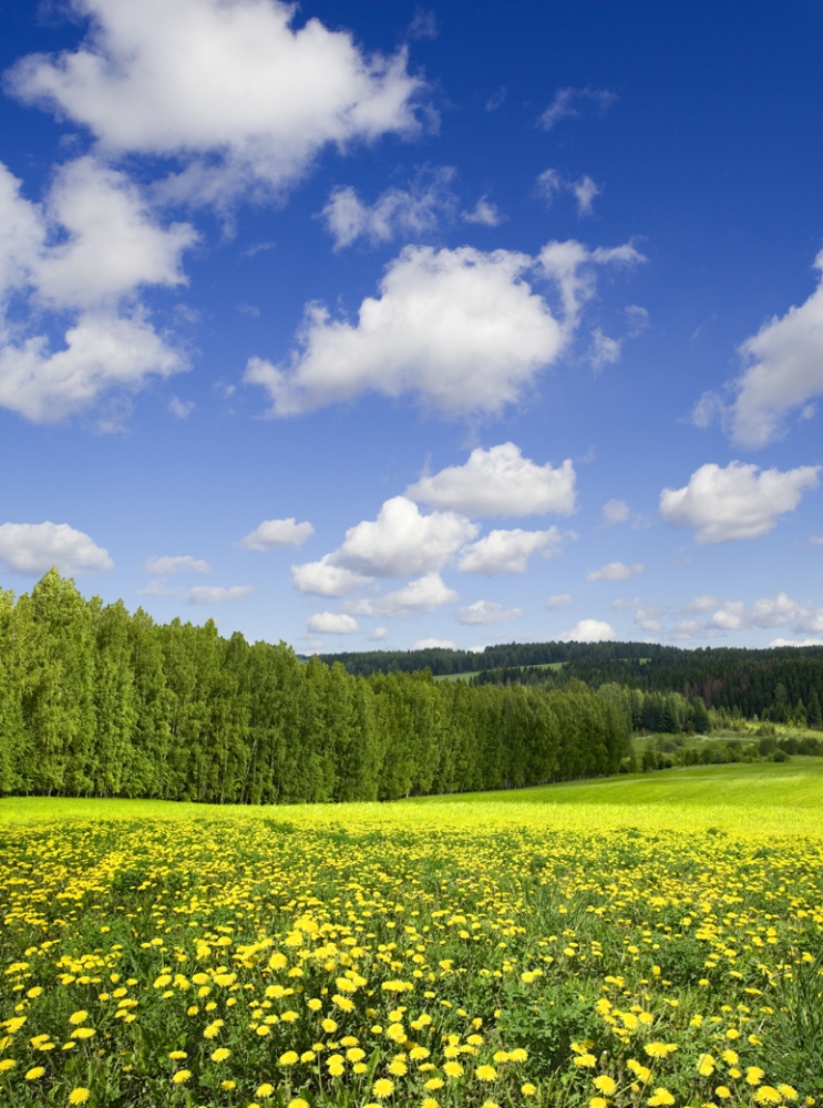 Открытки Лето-прекрасная пора, фото 17 Открытки Лето-прекрасная пора, фото 17