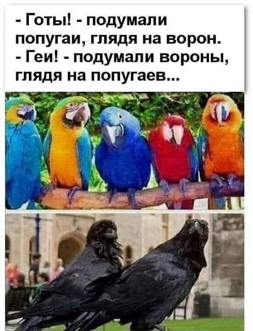 Смешные картинки с попугаями 