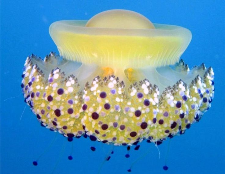 Удивительные медузы, фото 19