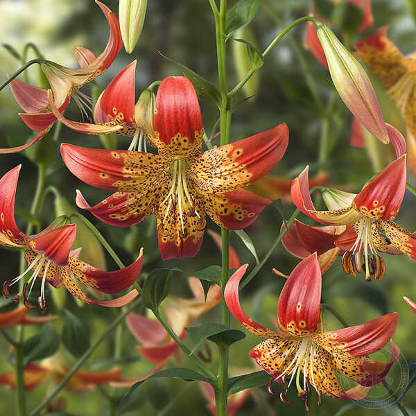 Лето в калейдоскопе ярких лилий., фото 23