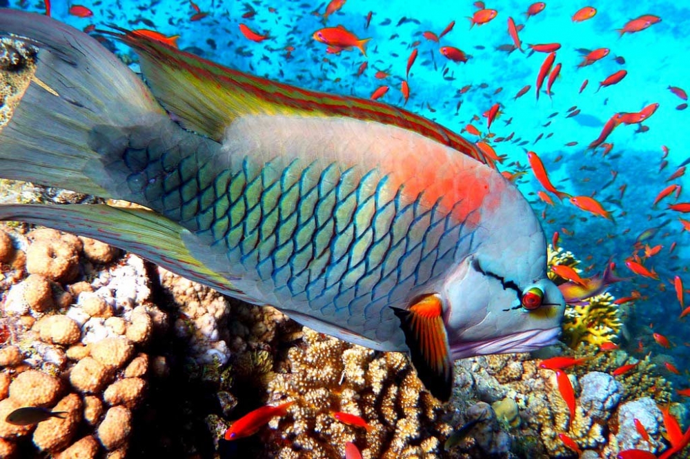 Удивительный мир Красного моря, фото 21