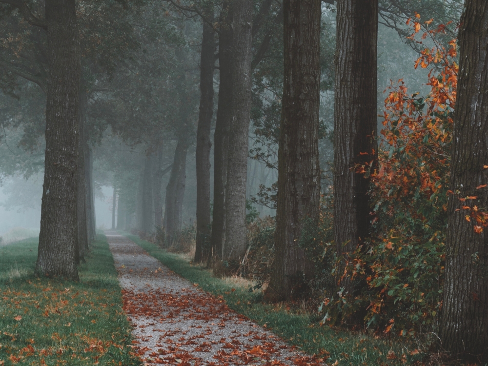 Осенние обои, фото 21 Осенние обои, фото 21