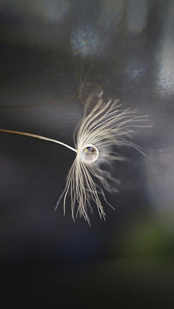 Макро обои для смартфона, фото 21 Макро обои для смартфона, фото 21