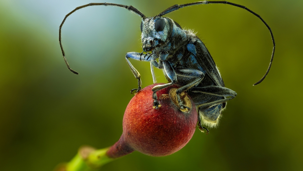 Обои насекомые (1), фото 21 Обои насекомые (1), фото 21