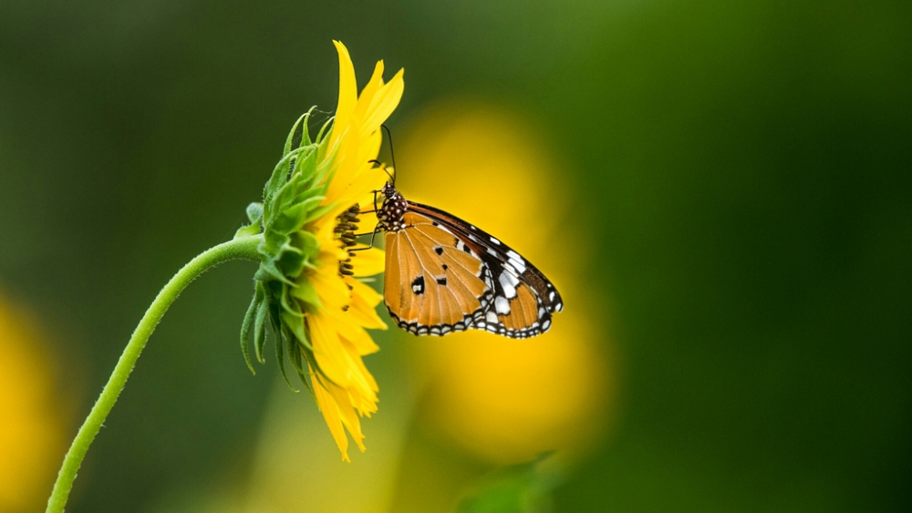 Обои насекомые (2), фото 20 Обои насекомые (2), фото 20