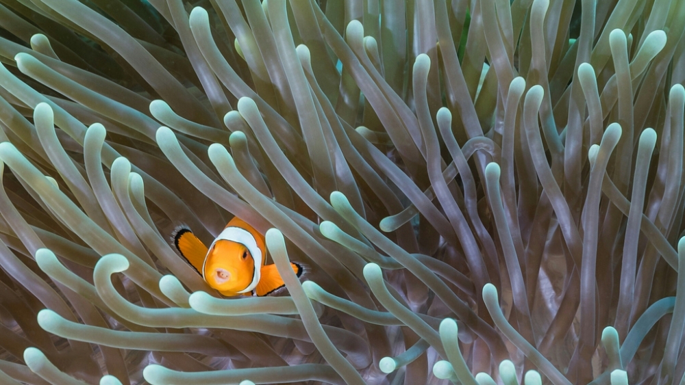 Обои мир моря (1), фото 20 Обои мир моря (1), фото 20