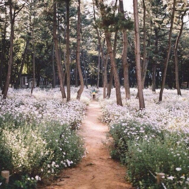 Обои с ромашками , фото 17