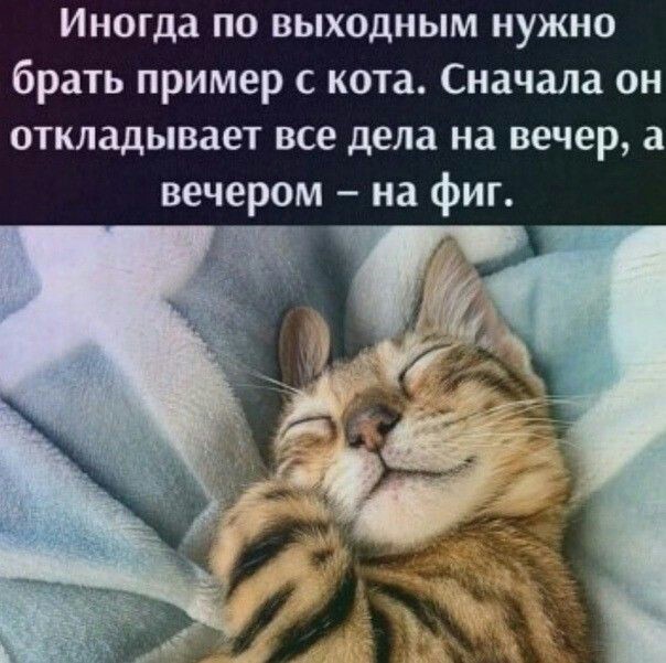 Настроение КОШКИ!, фото 5 Настроение КОШКИ!, фото 5