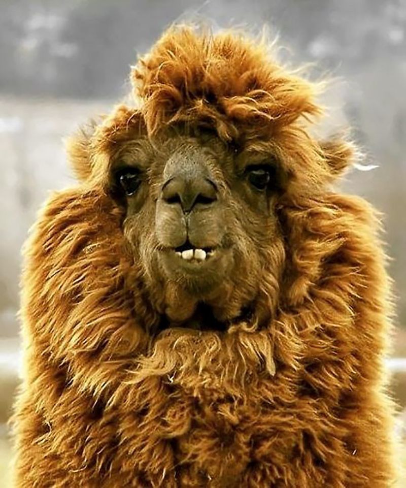 Братья наши меньшие, фото 27 Братья наши меньшие, фото 27