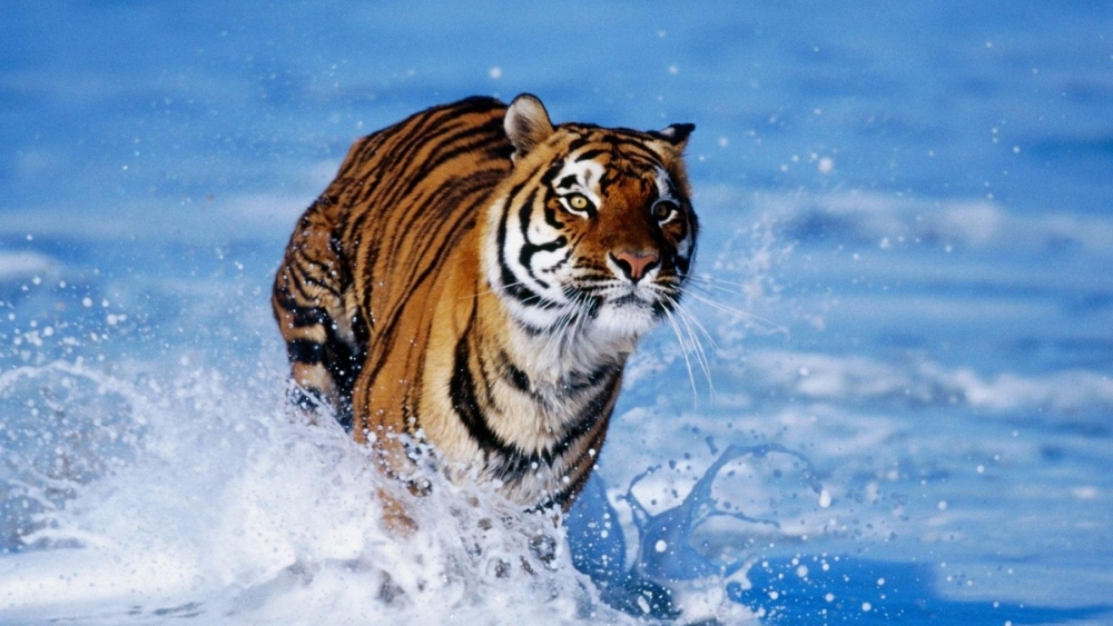 Картинки и фото тигров на рабочий стол., фото 22