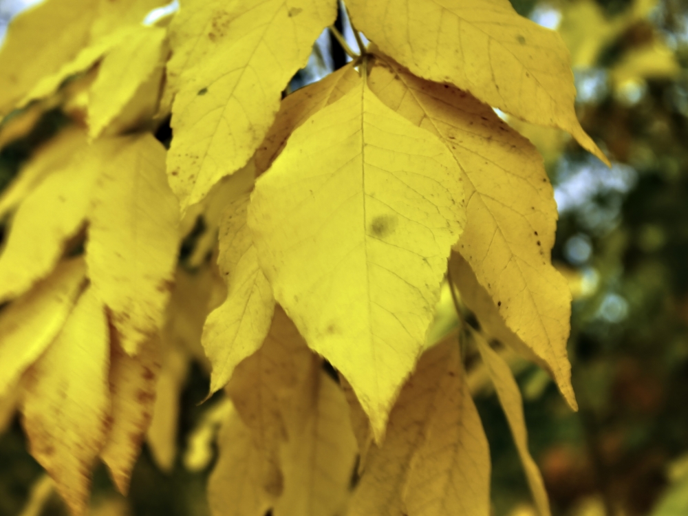 Осенние обои, фото 22 Осенние обои, фото 22