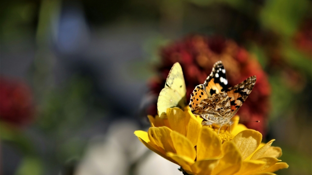 Обои макро (1), фото 22 Обои макро (1), фото 22