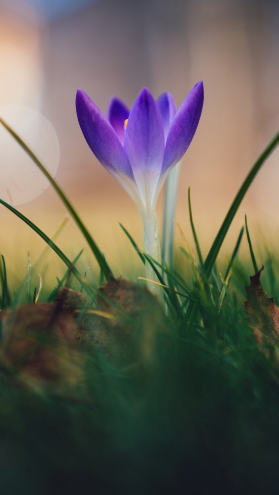 Макро обои для смартфона, фото 22 Макро обои для смартфона, фото 22