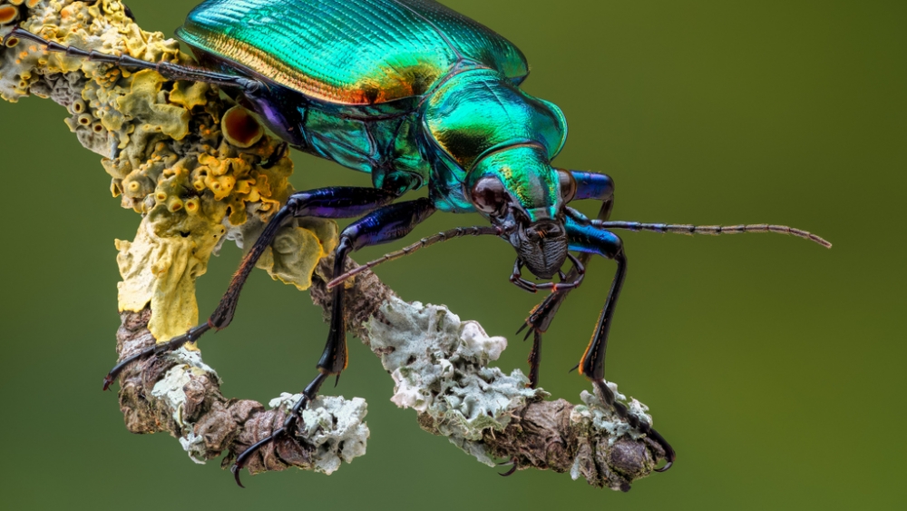 Обои насекомые (1), фото 22 Обои насекомые (1), фото 22