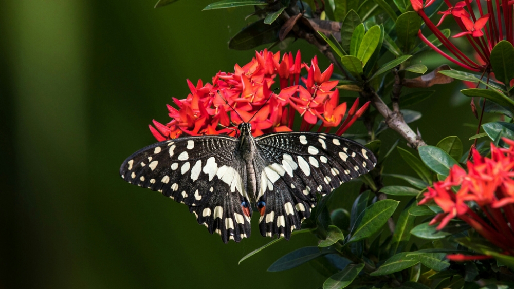 Обои насекомые (2), фото 21 Обои насекомые (2), фото 21