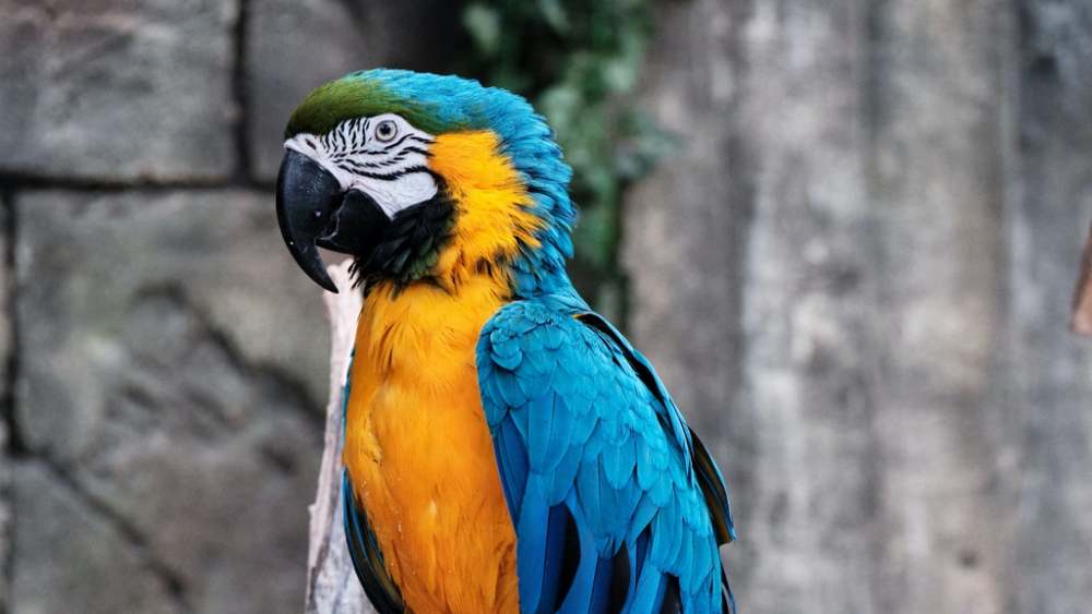 Обои птицы (1), фото 21 Обои птицы (1), фото 21