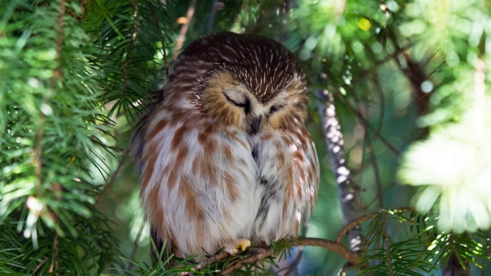 Обои птицы (2), фото 22 Обои птицы (2), фото 22