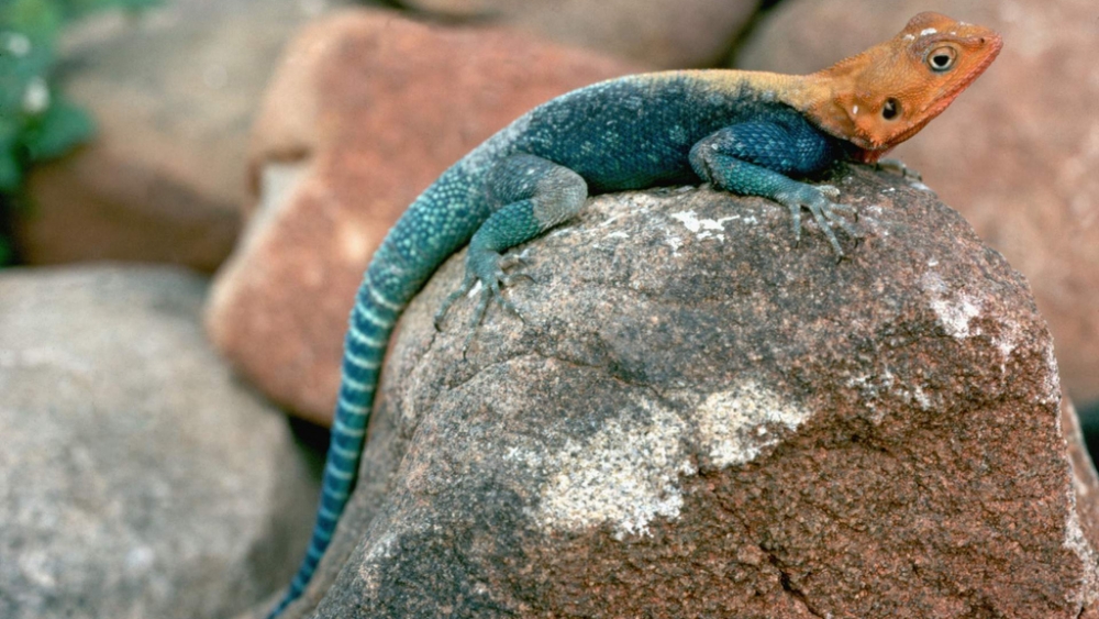 Обои рептилии (1), фото 21 Обои рептилии (1), фото 21