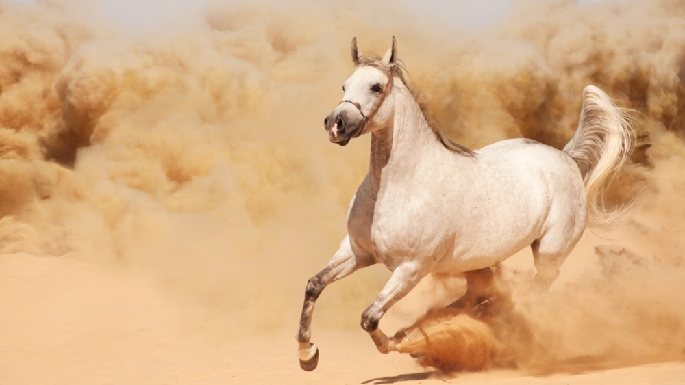 Обои лошади, фото 21 Обои лошади, фото 21