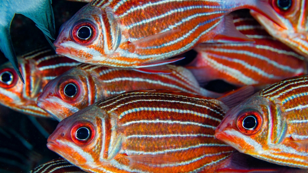 Обои мир моря (1), фото 21 Обои мир моря (1), фото 21