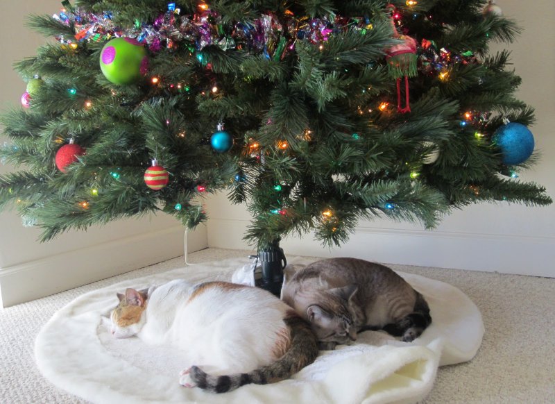 Новый год – новый Кот. Символ 2023 – чёрный водяной кот., фото 20