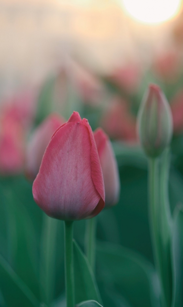 Подборка обоев для iphona 7plus. 2 часть., фото 14 Подборка обоев для iphona 7plus. 2 часть., фото 14