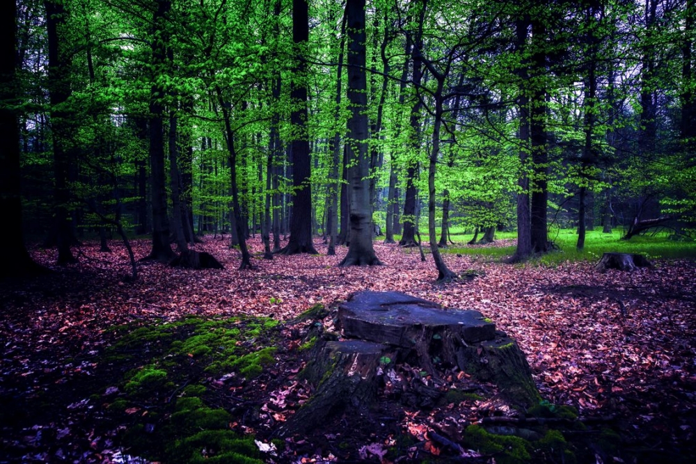 Лесное настроение. Обои и заставки с лесом., фото 22