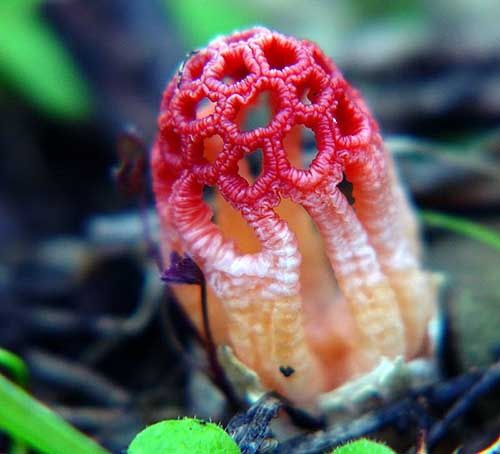 Удивительные грибы, фото 22 Удивительные грибы, фото 22