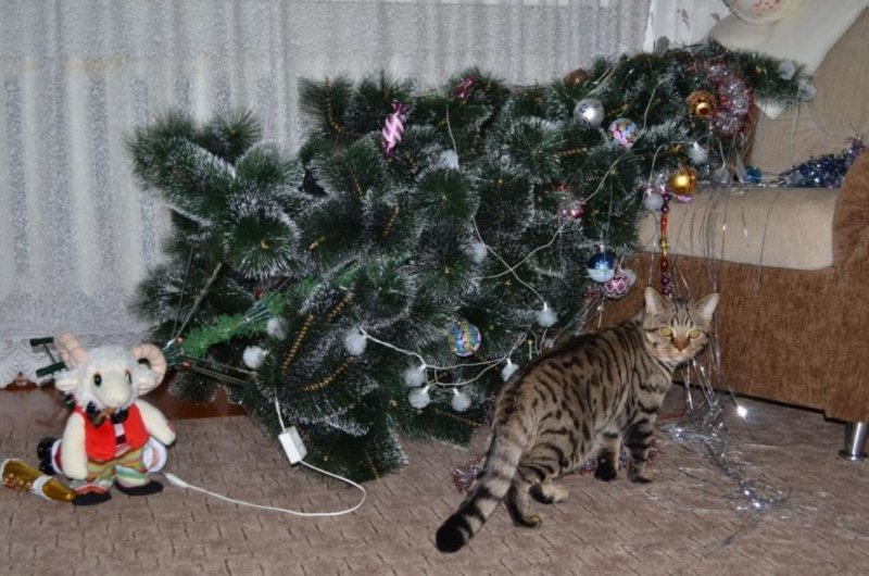 Новый год – новый Кот. Символ 2023 – чёрный водяной кот., фото 21